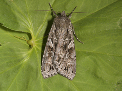 Great Brocade (Eurois occulta)