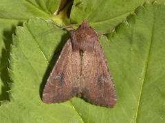 Rødt fjellengfly (Apamea schildei)