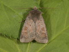 Ingrailed Clay (Diarsia mendica)