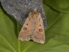 Ingrailed Clay (Diarsia mendica)