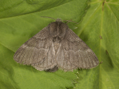 Pale Eggar (Trichiura crataegi)