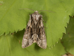 Rotstrekvierfly (Brachylomia viminalis)