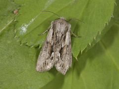 Rotstrekvierfly (Brachylomia viminalis)