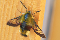 Smalkantet humlesvermer (Hemaris tityus)