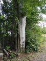 Bøk (Fagus sylvatica)