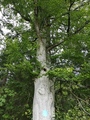 Bøk (Fagus sylvatica)