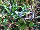 Heiblåfjær (Polygala serpyllifolia)