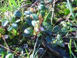 Tyttebær (Vaccinium vitis-idaea)