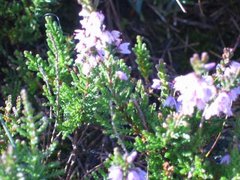 Røsslyng (Calluna vulgaris)