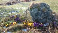 Crocus (Crocus)