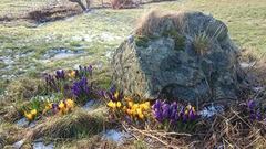 Crocus (Crocus)