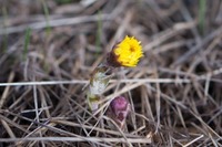 Hestehov (Tussilago farfara)