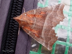 The Herald (Scoliopteryx libatrix)