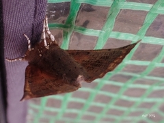 The Herald (Scoliopteryx libatrix)