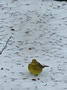 Gulspurv (Emberiza citrinella)