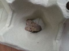 Clouded Drab (Orthosia incerta)