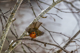 Rødstrupe (Erithacus rubecula)