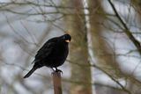 Svarttrost (Turdus merula)