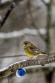 Grønnfink (Carduelis chloris)