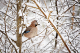 Nøtteskrike (Garrulus glandarius)