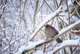 Svarttrost (Turdus merula)