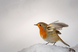 Rødstrupe (Erithacus rubecula)