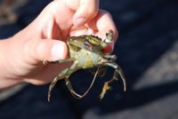 Strandkrabbe (Carcinus maenas)