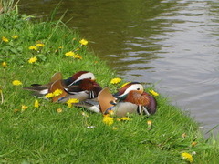Mandarin Duck (Aix galericulata)