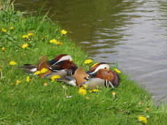 Mandarinand (Aix galericulata)