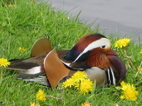 Mandarinand (Aix galericulata)