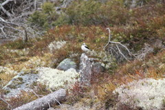 Wheatear (Oenanthe oenanthe)