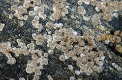 barnacle (Semibalanus balanoides)