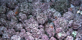 Rugl (Corallinaceae Samlegruppe)