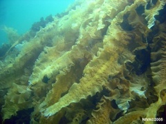 Sugar Kelp (Saccharina latissima)