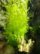 Sea grass (Ulva intestinalis)