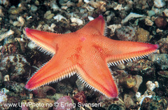 Kamstjerne (Astropecten irregularis)