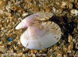 Teppeskjell (Venerupis corrugata)