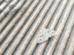 Many-plumed Moth (Alucita hexadactyla)
