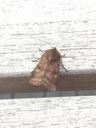 Small Square-spot (Diarsia rubi)