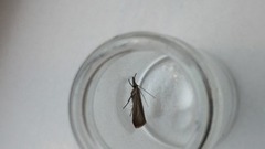 Garden Grass-veneer (Chrysoteuchia culmella)