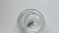 Pearl Veneer (Agriphila straminella)