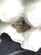 Mottled Beauty (Alcis repandata)