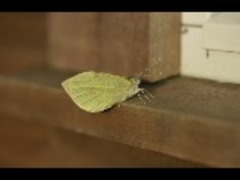Small White (Pieris rapae)