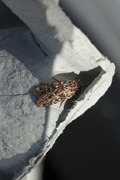 Røsslyngfly (Lycophotia porphyrea)