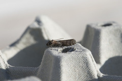 Dotted Oak Knot-horn (Phycita roborella)
