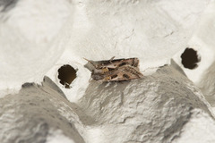 Archer's Dart (Agrotis vestigialis)