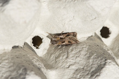 Fagerjordfly (Agrotis vestigialis)