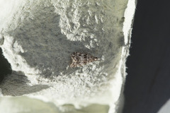 Little Grey (Eudonia lacustrata)