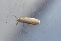 Common Footman (Eilema lurideola)