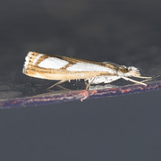 Treflekket nebbmott (Catoptria permutatella)